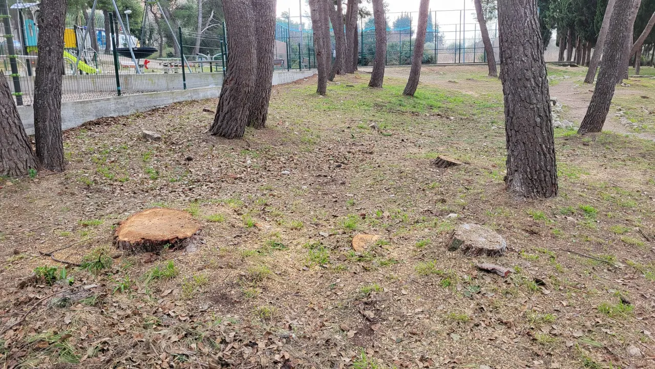 'Masakr' u parku Rasadnik na Vidicima: Sječe li Zeleni grad stabla mimo studije koju je naručio Grad?