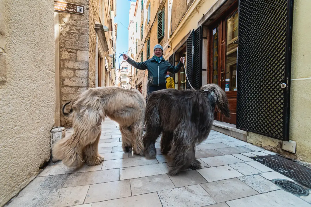 Kuni i Santos oličenje su elegancije i dramatičnosti, ali i jedna od najstarijih pasmina koja je lovila leoparde
