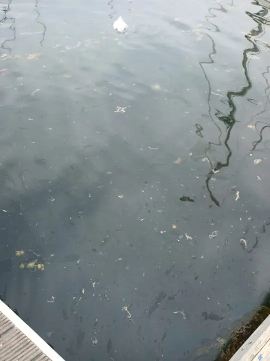 More u Mandalini i dalje prekriveno naftnom mrljom: 'Ovo je sramota za naš turizam'