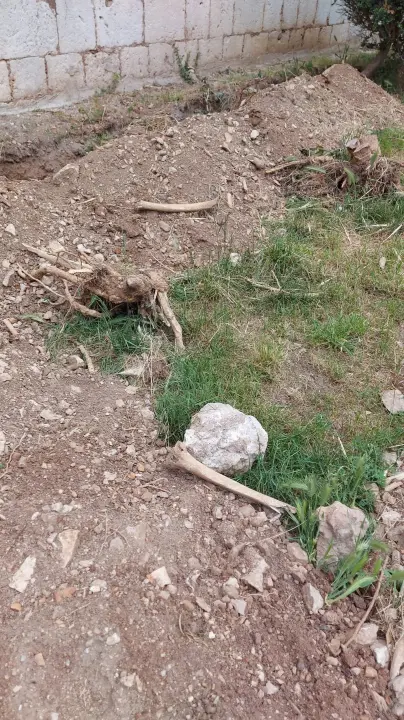 Među ljudskim kostima kod sv. Frane građani šetaju pse: Bager ih prekopao i razbacao po travi