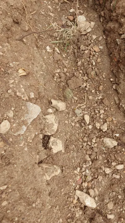 Među ljudskim kostima kod sv. Frane građani šetaju pse: Bager ih prekopao i razbacao po travi