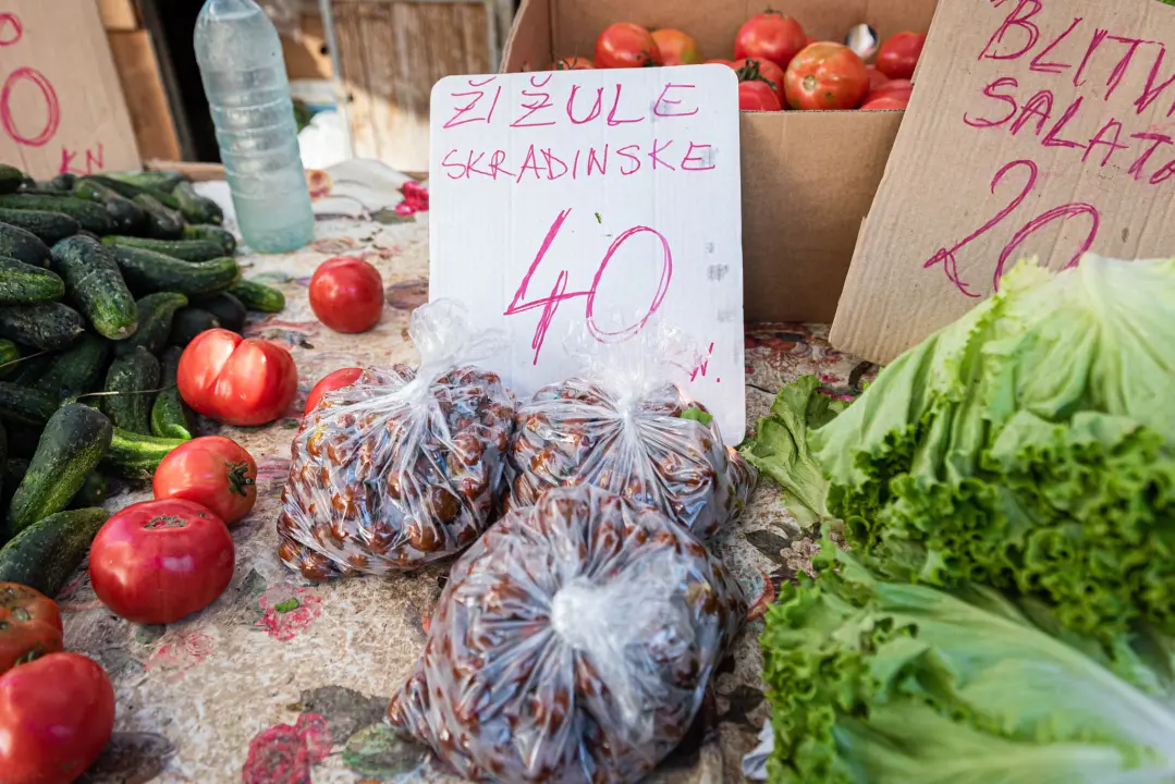 Od ogromnih kokota i mola sa šibenske peškarije dalo bi se skuhati juhu za omanji bataljun  