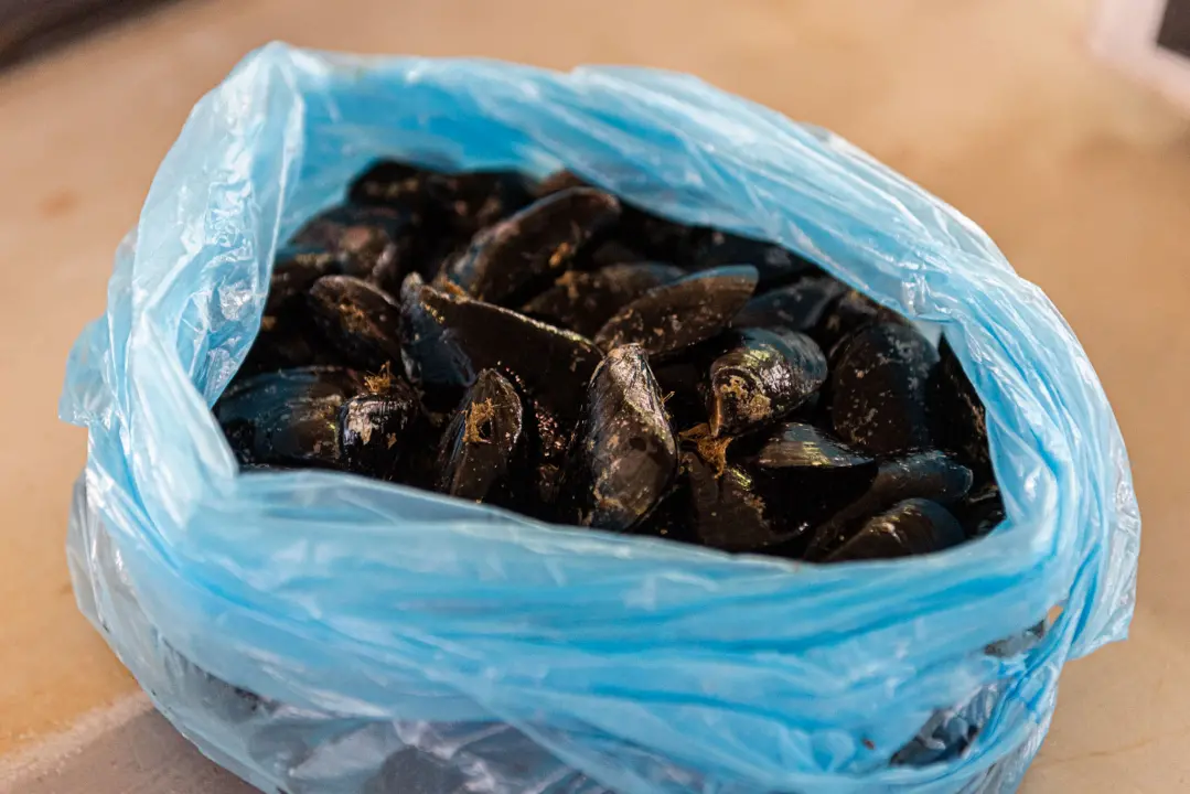Od ogromnih kokota i mola sa šibenske peškarije dalo bi se skuhati juhu za omanji bataljun  