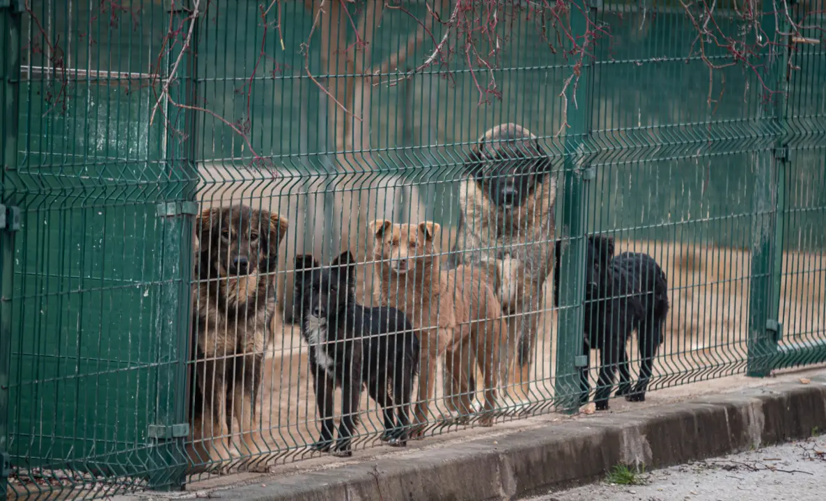 Reportaža iz As-Eka:  Malik, Mrva, Lisac, Stela... i oni bi s nekim ušli u Novu godinu!