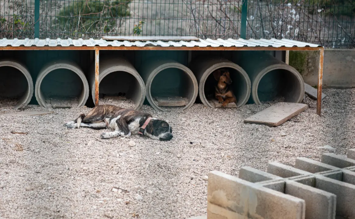 Reportaža iz As-Eka:  Malik, Mrva, Lisac, Stela... i oni bi s nekim ušli u Novu godinu!