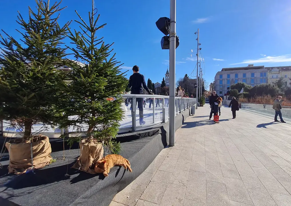 Debeljuškasti mačak ne zna da klizalište na kojem se udomaćio odlazi za par dana: Hrani li ga netko zimi ili mu je potreban novi dom?