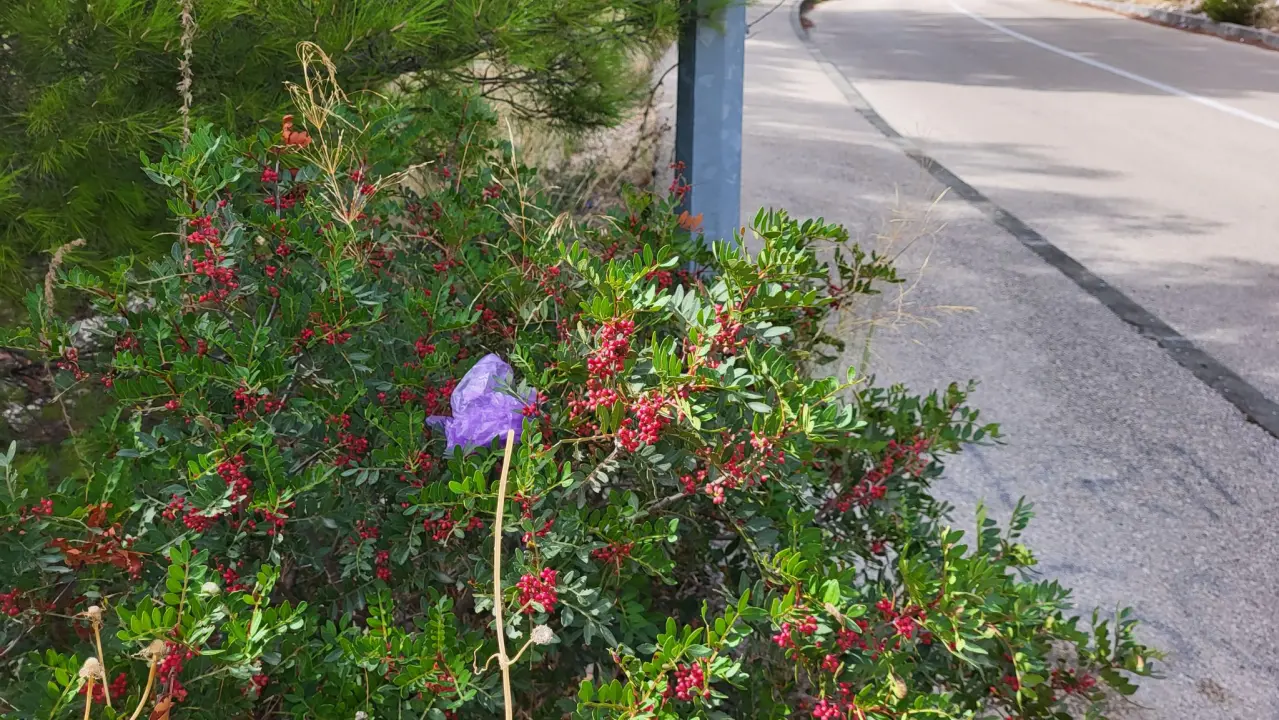 Sve više vlasnika pasa u Šibeniku usvaja novi trend: Dvostruko onečišćenje ulica i okoliša
