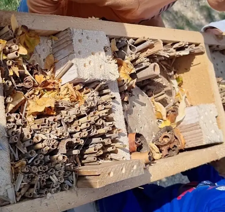 Učenici napravili hotel za pčele: 'Smješten je u dvorište škole, a djeca će pratiti rezervacije i popunjenost' 