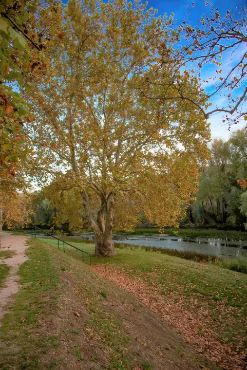  Čuvene kninske platane stare su 150 godina: Zasadila ih Engleskinja