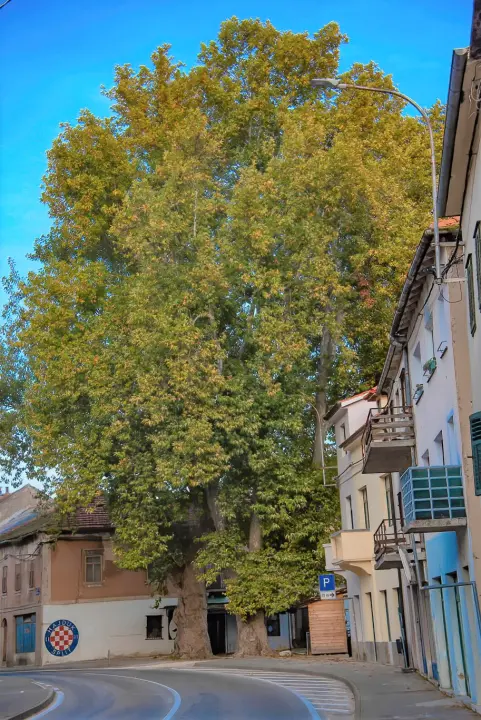  Čuvene kninske platane stare su 150 godina: Zasadila ih Engleskinja