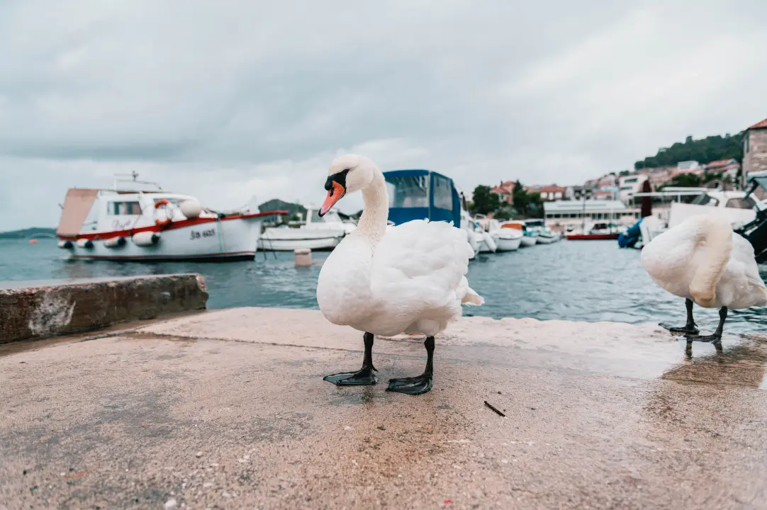 Patak Mile je dolački mezimac, labudovi nisu dobrodošli: ‘Posla bi ih kod britanske kraljice’