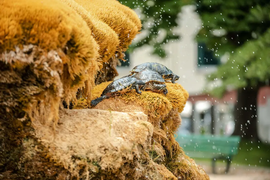 Fontana ispred Gospe van grada malo je požutila: Za par dana opet će zazeleniti, obećali su iz Zelenog grada 