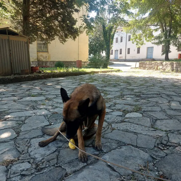 Mladi belgijski ovčar nađen u Kninu traži novi dom