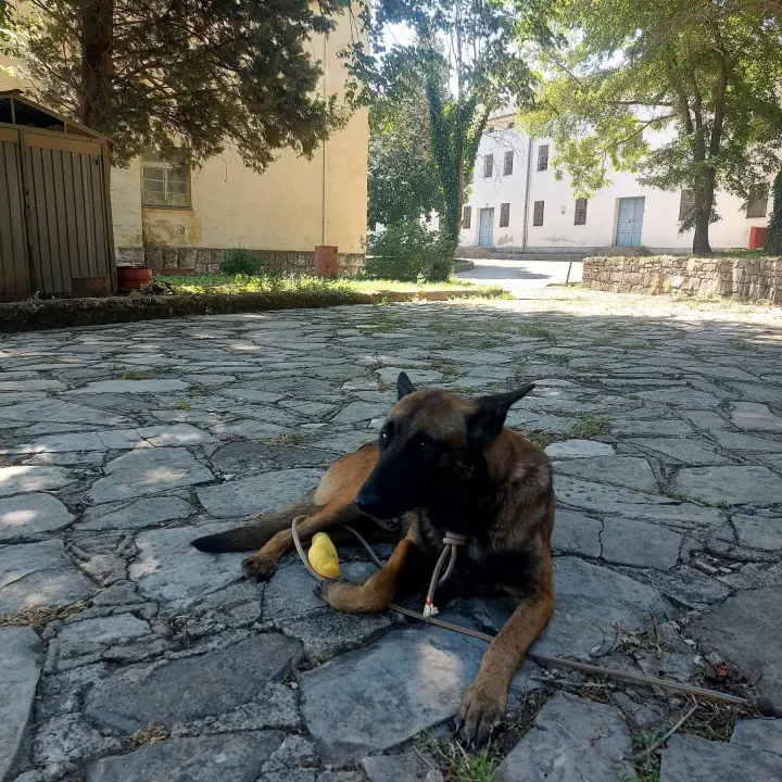 Mladi belgijski ovčar nađen u Kninu traži novi dom