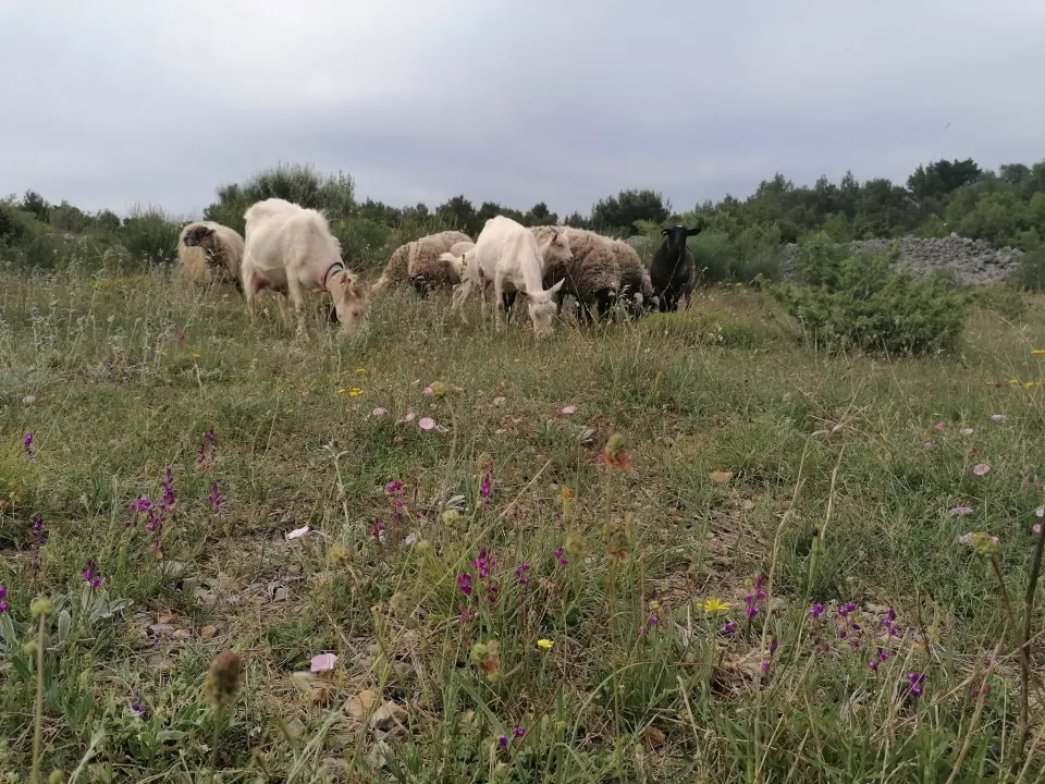 Ivana se bojala buba, a danas u zaleđu Vodica ima ranč koji je u utrci za najbolji u Hrvatskoj