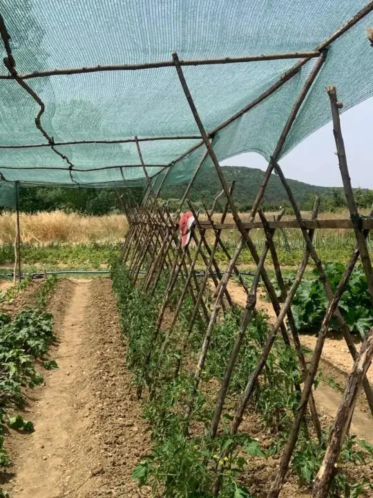  Obitelj Beader na Petrovom polju uzgojila batat težak 4,2 kilograma: 'Ovaj kraj ima toliko neiskorištenog potencijala'