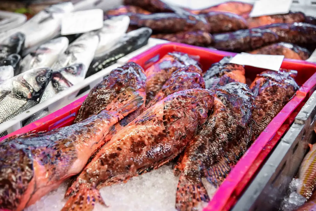 Šibenska peškarija danas nudi hamu, ribu na rubu istrebljenja u Jadranu