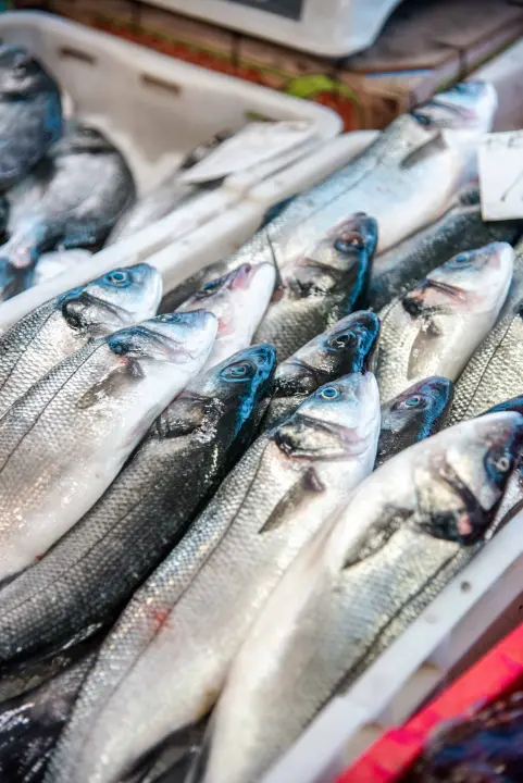 Šibenska peškarija danas nudi hamu, ribu na rubu istrebljenja u Jadranu