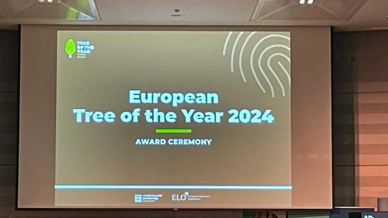 Srce vrta, iznimna poljska bukva, Europsko je stablo godine 2024. 