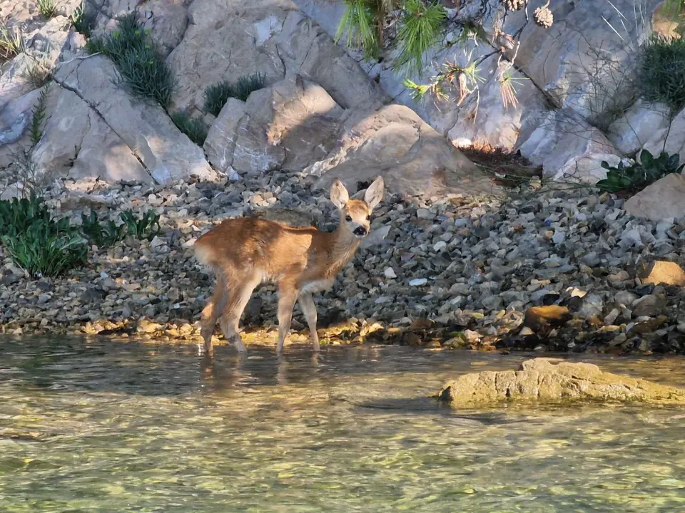 Mala srna u Šibenskom kanalu traži mamu koja je jučer uginula