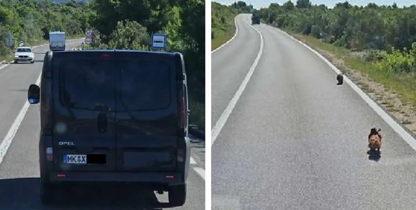 Kod Draga na magistrali iz njemačkog kombija izbacili dva psa i nastavili vožnju prema Šibeniku