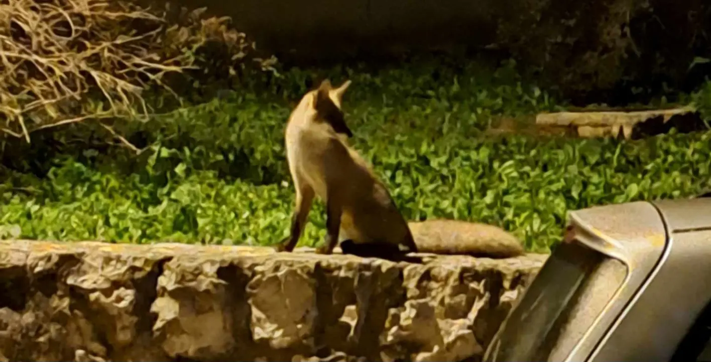 Noćna posjeta: Šibenskim ulicama šeta umiljata lisica