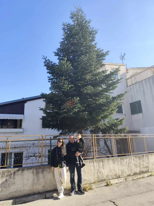 Na Poljani postavljena prva prava šibenska jelka: Kod klizališta stigla ravno sa Šubićevca