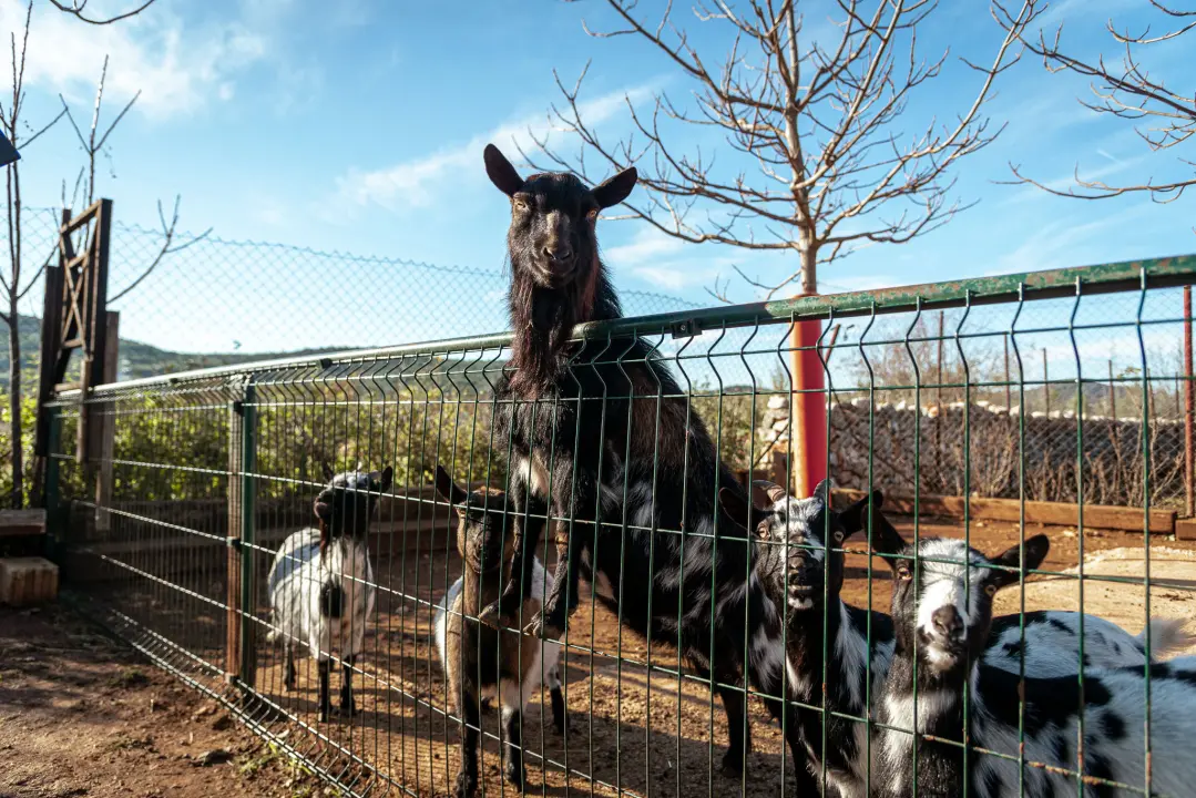 Jelena, Nina i Srećko oduševe svakoga tko posjeti Happy Horse u Dubravi