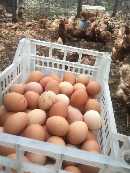 'Halo Jaja': Od koka do vaše kuhinje u najkraćem mogućem roku!