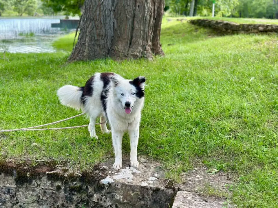 Apel iz Šibenskih šapa: Plavooka ljepotica Dolly traži zauvijek dom