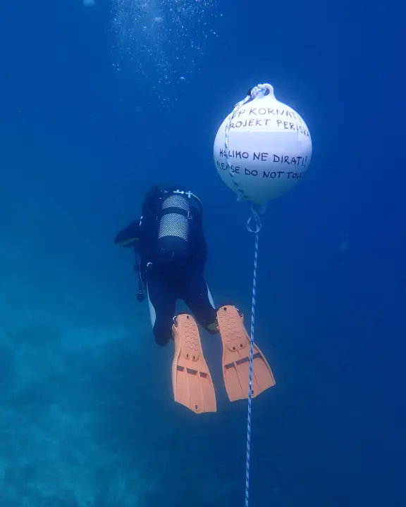 U NP Kornati postavljeni kolektori za prikupljanje mlađi periske