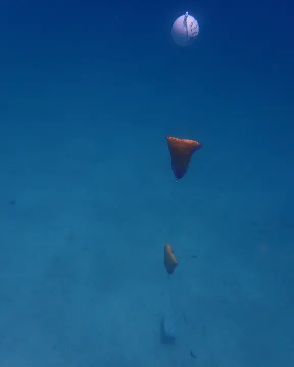 U NP Kornati postavljeni kolektori za prikupljanje mlađi periske